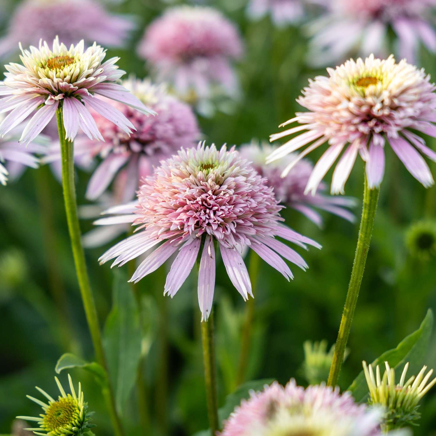 Punahattu 'Cherry Fluff'